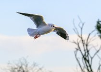 DSC_2115.jpg