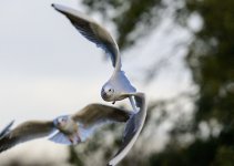 DSC_2150.jpg