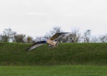 DSC_2164.jpg
