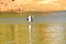 DSC_2402.jpg