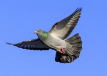 DSC_2206.jpg