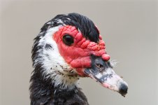 Muscovy N 500_0734.jpg