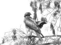 Hawk BW N 500_0662.jpg