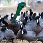 duck king sq N 500_0716.jpg