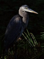 BluHeron3.jpg
