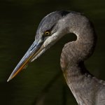 BluHeron7.jpg