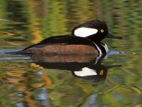 Merganser.jpg