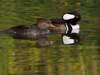 Merganser3.jpg