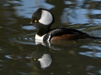 Merganser5.jpg