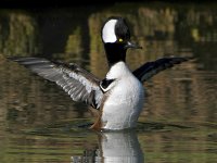 Merganser7.jpg