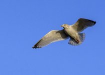 DSC_2209.jpg