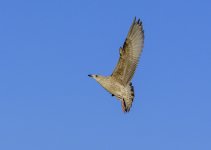 DSC_2244.jpg