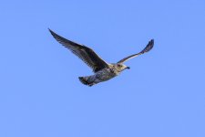 DSC_2267.jpg