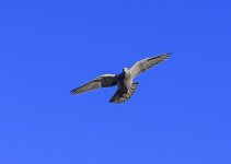 DSC_2416.jpg