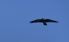 DSC_2320.jpg