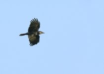 DSC_2346.jpg