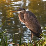 BlueHeron.jpg