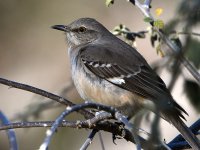 Mockingbird.jpg
