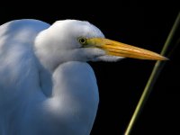 Egret4.jpg