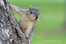 squirrel N 500_0678.jpg