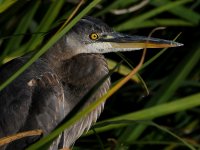 BlueHeron3.jpg