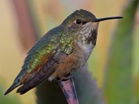 Hummer8.jpg