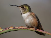 Hummer11.jpg