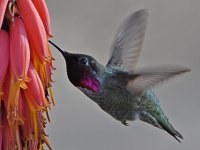 Hummer39.jpg