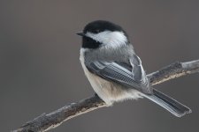Chickadee 16 Dec 2019.jpg