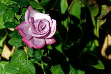 DSC_1825c.jpg