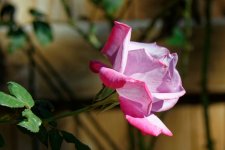 DSC_1774c.jpg