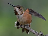 Hummer17.jpg