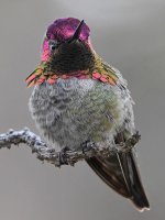 Hummer30.jpg