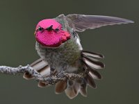 Hummer40.jpg