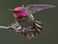 Hummer41.jpg