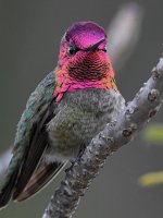 Hummer45.jpg