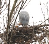 heron nest N 500_0497.jpg
