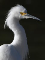 Egret.2.jpg