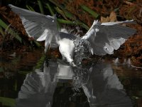 Egret4.jpg