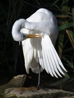 Egret9.jpg