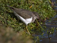 Sandpiper3.jpg