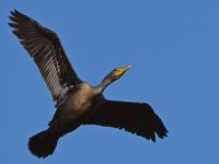 Cormorant.jpg