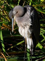 BlueHeron5.jpg