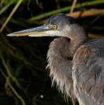 BlueHeron3.jpg