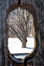 Tree Thru Post stack (1 of 1).jpg