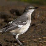 Mockingbird.jpg
