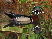 WoodDuck2.jpg