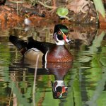 WoodDuck5.jpg