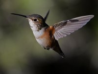 Hummer18.jpg