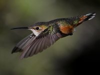 Hummer20.jpg